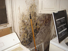 Mold Testing and Remediation Photos