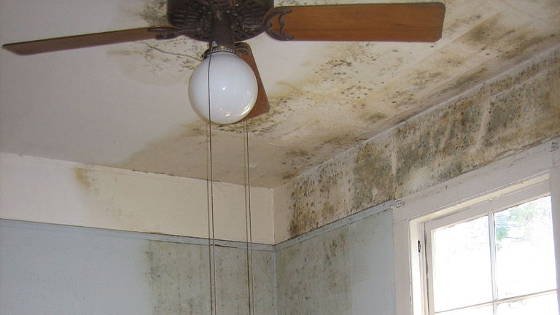 Mold Growth in Middleburg, VA