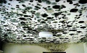 Black Mold on Ceiling in Gainesville, Va