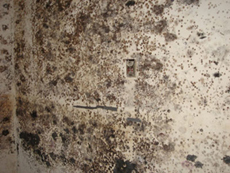 Mold Remediation in Northern Virginia