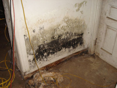 Mold Remediation in Northern Virginia